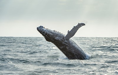 AFRICA MARINE MIGRATION EXPEDITION