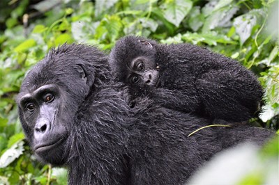 Rwanda